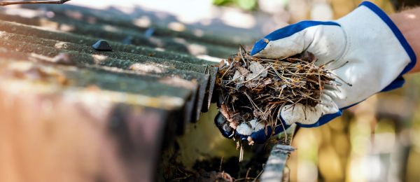 Pine Needle Gutter Cleaning in Northville